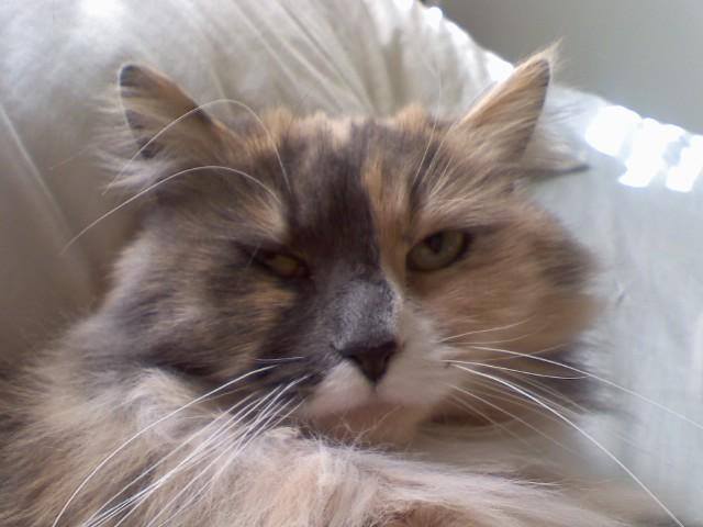 Adorable kitty cat